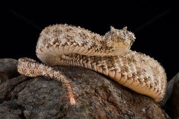 The spider-tailed horned viper (Pseudocerastes urarachnoides) is a species of viper endemic to western Iran which was described in 2006. The head looks very similar to that of other Pseudocerastes species in the region  but the spider-tailed horned viper has a unique tail that has a bulb-like end that is bordered by long drooping scales that give it the appearance of a spider. The tail tip is waved around and used to lure insectivorous birds to within striking range.