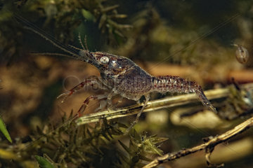 Young Red swamp Crayfish (Procambarus clarkii)  in a pond  Prairie Fouzon  Loir-et-Cher  France