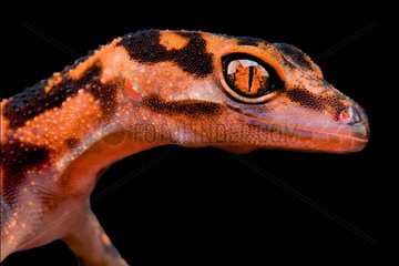 The Japanese Cave Gecko (Goniurosaurus orientalis) is considered and rare and uncommon species. They are endemic to four small islands (Tonakijima  Tokashikijima  Iejima and Akajima) of the Okinawa Group  the Ryukyu Archipelago  Japan
