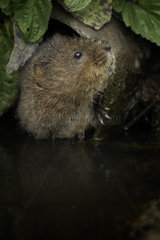 A Water Vole (Arvicola amphibius) peers out from a pipe near the Peak District National Park  UK