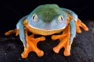 Splendid leaf frog (Cruziohyla calcarifer)