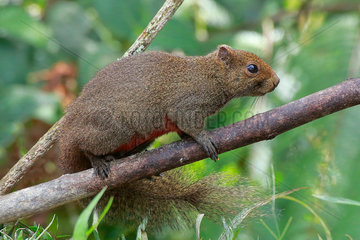 A mountain red-bellied squirrel (Callosciurus erythraeus).