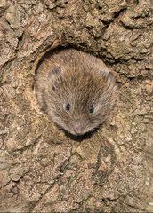 Field vole (Microtus agrestis) inside an old tree