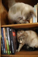 Two cats fighting in the bookcase France