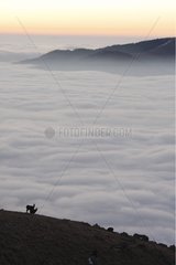 Schamois über einer Wolkensee Haues Vosges France