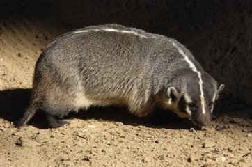American Badger sniffing the ground North America