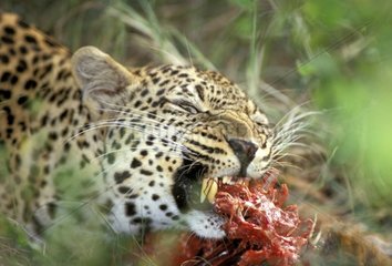 Léopard mangeant Masaï Mara Kenya