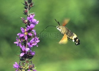 Olive Bee Hawk-moth catch hover Alsace France
