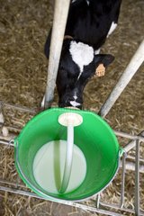 Holstein -Kalb -Trinken von einer Brustwarze auf einem Eimer Milch Italien