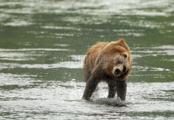Alaskan brown bear snorting in a fjord Kodiak Alaska