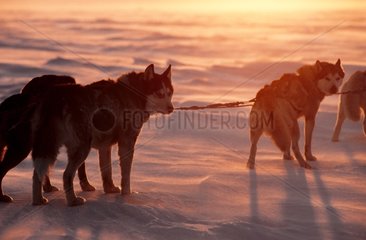 Boothia Arctic Canada Hunde genutzt