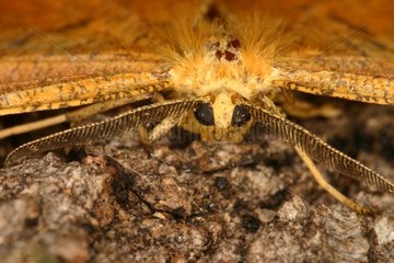 Orange Moth on bark Sieuras Ariège France