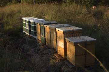Beehives wood in the heather Reserve Stabrechtse Heide