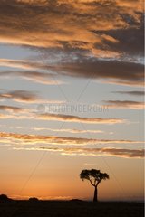 Sunrise on the Savannah Masai Mara Reserve Kenya