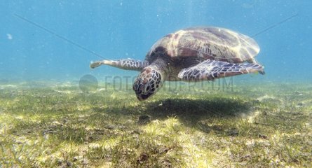 Green turtle female in the herbarium Comoro Islands