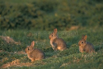 Three young European Rabbits at the exit of burrow France