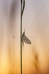 Mayfly (Ephemera danica) at dawn  Arles  Provence  France