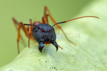Yellow ant (Camponotus sp.) head shot.