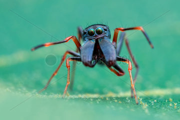 Portrait shot of a male ant-mimicking jumping spider (Myrmarachne sp.)