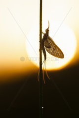 Mayfly (Ephemera danica) at dawn against light  Arles  Provence  France
