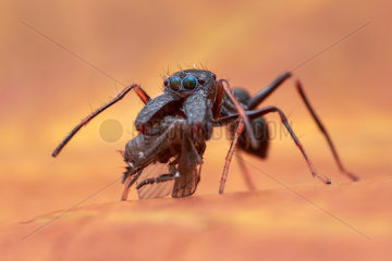 A male ant-mimicking jumping spider (Salticidae - Myrmarachne sp.) eating drain fly (Psychodidae).