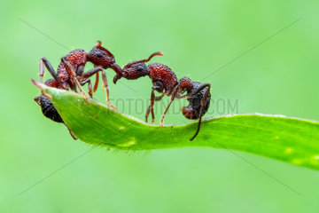 One ant helping another ant (Gnamptogenys bicolor) on a grass leaf.