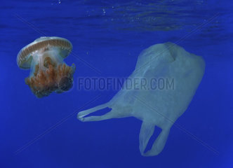 Similarity between a plastic bag and a Medusa or jellyfish. Composite image. Portugal. Composite image