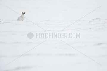 A foraging Mountain Hare (Lepus timidus) pauses briefly in a barren snowfield in the Cairngorms National Park  UK