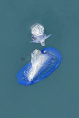 Violet sea snail (Janthina janthina) predating a By-the-wind Sailor (Velella velella)  Mediterranean  Saint-Jean-Cap-Ferrat  France