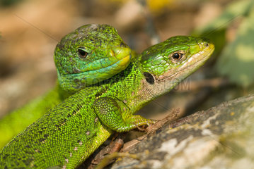 Couple of Western Green Lizards (Lacerta bilineata)  Bollenberg  Alsace  France