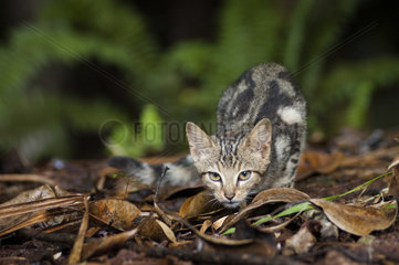 Wildcat in the forest  reserve of the hidden forest. Moist forest on ultramafic soil. South Province. New Caledonia.