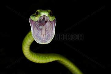 Parrot snake (Leptophis ahaetulla) with open mouth  Costa Rica