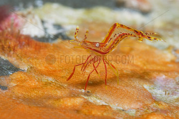 Shrimp (Hippolyte prideauxiana). Small Decapod of less than 1 cm that lives asosiado to the Rosy feather-star (Antedon bifida)  Tenerife Marine invertebrates of the Canary Islands.