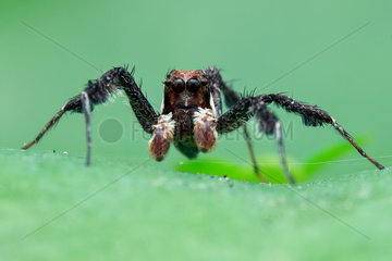 Portrait of a male jumping spider (Portia sp.)