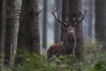 Red deer  (Cervus elaphus) stag in woodland  Vosges forest  France