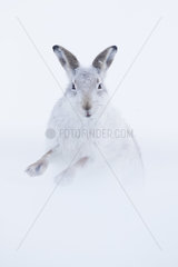 A Mountain Hare (Lepus timidus) shakes off in the Cairngorms National Park  UK