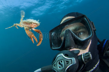 Henslow's swimming crab (Polybius henslowi) swimming in open water facing a diver  Morocco