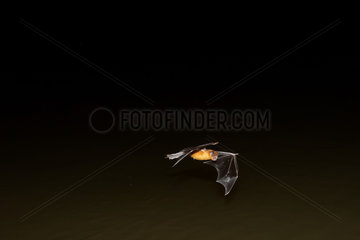 Bulldog Bat (Noctilio leporinus) in flight  Pantanal  Brazil