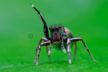 Female jumping spider (Siler semiglaucus).