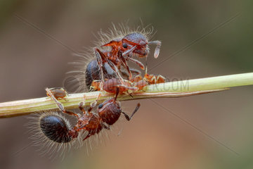 Group of ants (Meranoplus sp.) tending aphids (Aphidoidea) on grass chute.