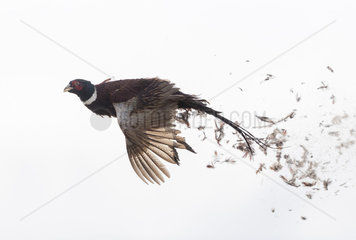 Common Pheasant (Phasianus colchicus)  male in flight  killed by a cartridge  Bas Rhin  France