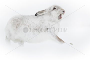 A Mountain Hare (Lepus timidus) stretches in the Cairngorms National Park  UK.