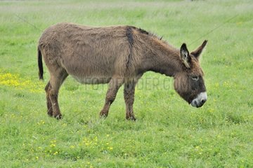 Donkey in a field in Vendée France