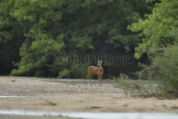 Roe deer (Capreolus capreolus) female in the rain  Secondary arm of the Loire  Nievre  Burgundy  France