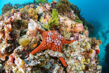 Starfish (Nectria pedicelligera)  Kangaroo island  South Australia