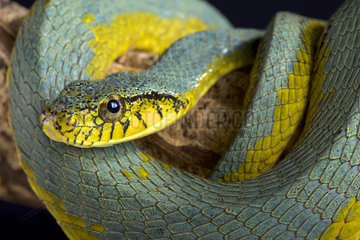The False palmviper (Xenodon werneri) is a rarely seen viper (Bothrops bilineatus) mimicing snake species endemic to the Guiana shield (Suriname and French Guiana).