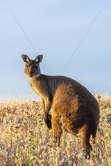 Western Gray Kangaroo (Macropus fuliginosus fuliginosus) endemic to Kangaroo island  South Australia