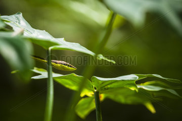 Brown vinesnake (Oxybelis aeneus)  Cahuita national park  Costa Rica