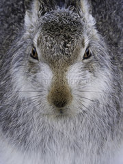 A portrait of a Mountain Hare (Lepus timidus) in the Cairngorms National Park  UK.