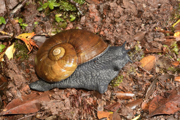 Caracol negro or Caracol gigante(Macrocyclis peruvianus)  gastropod Acavidae endemic to southern Latin America  Parque Tantauco  Chiloe Island  X Region of the Lakes  Chile